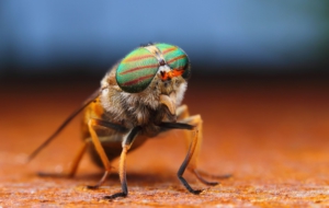 Insect High Quality Wallpapers