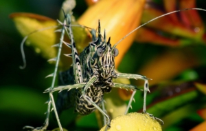 Insect Wallpaper For Computer