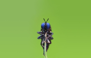 Insect Wallpaper For Laptop