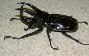 Insect Wallpapers And Backgrounds