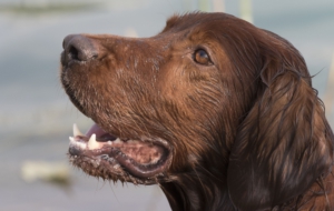 Irish Setter Computer Backgrounds