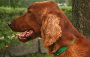 Irish Setter Computer Wallpaper