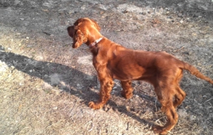 Irish Setter Desktop Images