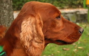 Irish Setter Download