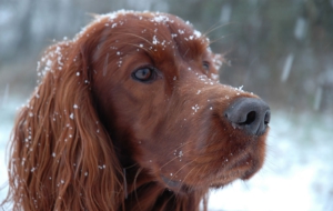 Irish Setter Download Free Backgrounds HD