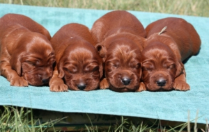 Irish Setter Free Download