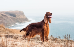 Irish Setter HD