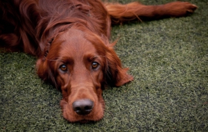 Irish Setter HD Background