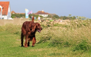 Irish Setter HD Desktop