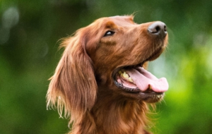 Irish Setter HD Wallpaper
