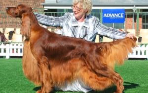 Irish Setter High Definition Wallpapers