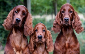 Irish Setter High Quality Wallpapers