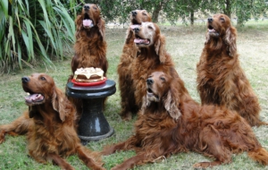 Irish Setter Images