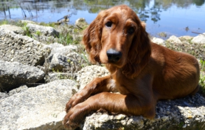 Irish Setter Photos