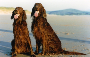 Irish Setter Pics