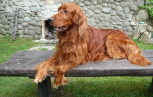 Irish Setter Pictures