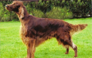 Irish Setter Wallpaper For Computer