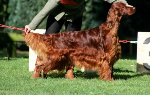 Irish Setter Wallpaper For Laptop