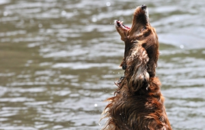 Irish Setter Wallpapers HD
