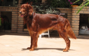 Irish Setter Wallpapers HQ