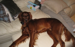 Irish Setter Wallpapers And Backgrounds
