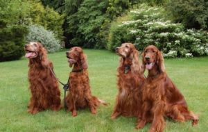 Irish Setter Widescreen