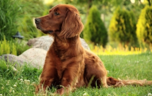 Irish Setter For Desktop