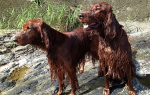 Irish Setter For Desktop Background