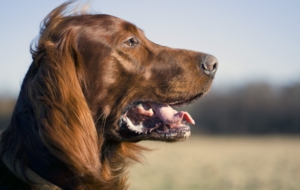 Irish Setter Full HD