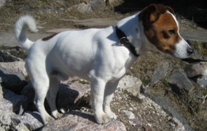 Jack Russell Terrie 4K