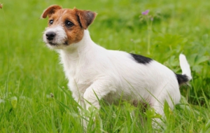 Jack Russell Terrie Computer Backgrounds