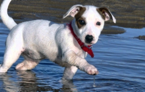Jack Russell Terrie Desktop Images