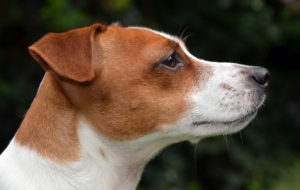 Jack Russell Terrie Desktop Wallpaper