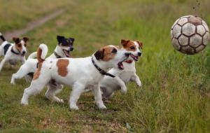 Jack Russell Terrie HD