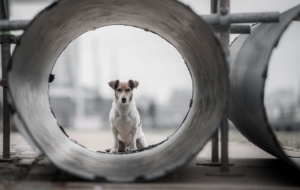 Jack Russell Terrie HD Background