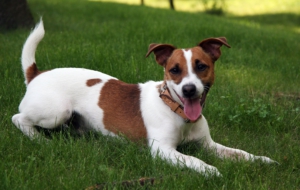 Jack Russell Terrie High Definition