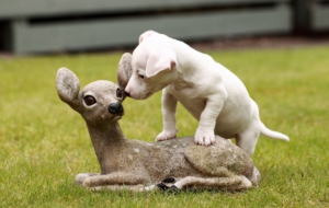 Jack Russell Terrie High Definition Wallpapers