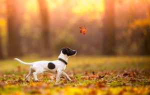 Jack Russell Terrie High Quality Wallpapers