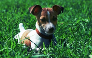 Jack Russell Terrie Photos