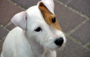 Jack Russell Terrie Pictures
