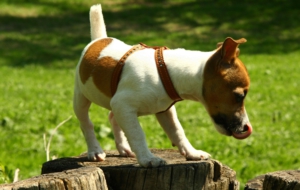 Jack Russell Terrie Wallpaper