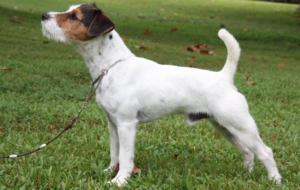 Jack Russell Terrie Wallpaper For Computer