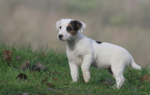 Jack Russell Terrie Wallpapers