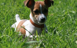 Jack Russell Terrie Wallpapers HQ