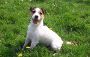 Jack Russell Terrie Wallpapers And Backgrounds