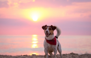 Jack Russell Terrie Widescreen