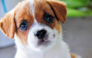 Jack Russell Terrie For Desktop Background