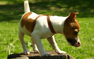 Jack Russell Terrie Full HD