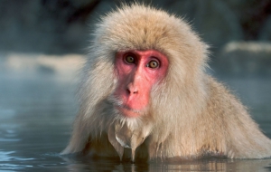 Japanese Macaque 4K