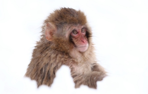 Japanese Macaque Background